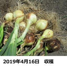 詳細写真1: [予約受付中・発送は2024年7月中旬以降]【岡山産・種球】冬どりフレッシュオニオン｜健康野菜（栽培用種球）150g｜約30球入り※この商品は単独でご注文ください。