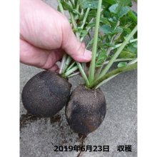 詳細写真3: 【有機種子】黒丸大根 ブラックスパニッシュラウンド【大袋1dl】Round Radish : Black Spanish Round