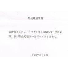 詳細写真2: [2024年8月中旬以降の出荷品]種ニンニク（くまちゃん）「福地ホワイト６片」【100g単位売り】【食用可】※他の商品を混ぜずに単独注文でお願いいたします。