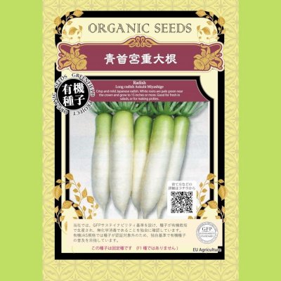 【有機種子】大根/青首宮重大根 【大袋2dl】Radish : Long radish Aokubi-Miyashige