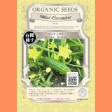 【有機種子】ミニキュウリ ピクルス ガーキン【50ml】Mini Cucumber : Gherkin