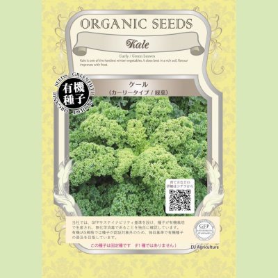 【有機種子】ケール/カーリータイプ /緑葉 【大袋20ml】Kale : Curly / Green Leaves