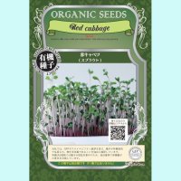 【有機種子】赤キャベツ  / スプラウト 【大袋250g】Red cabbage : Sprout