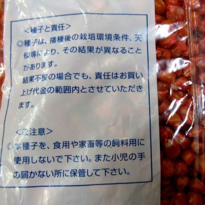 飼料用とうもろこし｜ゴールドデント｜KD502