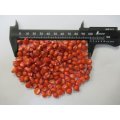 [新発売]【牧草種子】ゴールドデント｜KD125ガプロン [RM125] 3500粒/約500平方ｍ分｜大きな雌穂で耐倒伏性に優れる｜カネコ種苗