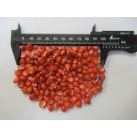 [新発売]【牧草種子】ゴールドデント｜KD125ガプロン [RM125] 3500粒/約500平方ｍ分｜大きな雌穂で耐倒伏性に優れる｜カネコ種苗