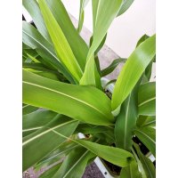 [新発売]【牧草・緑肥種子】ソルガム｜ちいさいソルゴー【1kg】イネ科｜防風｜カネコ種苗製