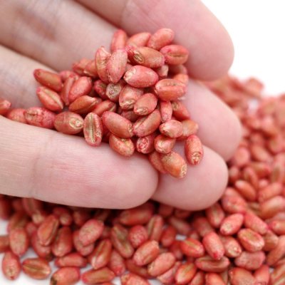 マルチムギ|リビングマルチ用 小麦