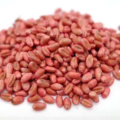 マルチムギ|リビングマルチ用 小麦