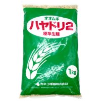 [2022年8月より出荷]二条大麦｜ハヤドリ2【極早生種】【1kg】カネコ種苗製