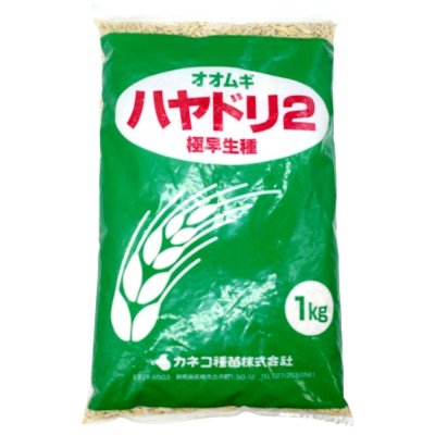 二条大麦｜ハヤドリ2【極早生種】｜カネコ種苗製
