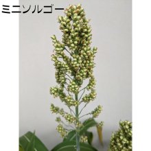 詳細写真3: 【牧草・緑肥種子】ソルガム｜ミニソルゴー【1kg】イネ科｜防風｜カネコ種苗製