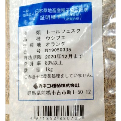 【牧草種子】トールフェスク｜ウシブエ【中生種】カネコ種苗製