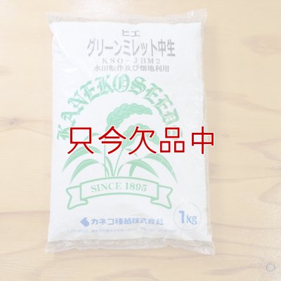 グリーンミレット｜栽培ひえ