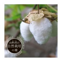 【有機種子】和綿（わめん）大島在来【大袋2dl】Gossypium Arboreum