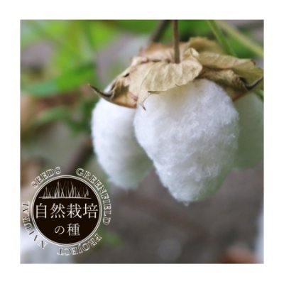 【有機種子】和綿（わめん）大島在来【大袋2dl】Gossypium Arboreum