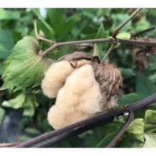 詳細写真1: 【有機種子】茶綿 / ちゃめん / ワタ /木綿【大袋2dl】Gossypium