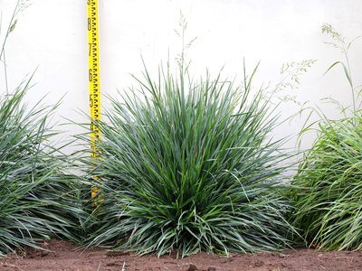 トールフェスク タイタニウムG LS（Lateral Spread）