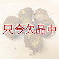 [完売・次回は2025年12月より予約開始します]【種芋】タネ里芋（サトイモ）「土垂れ（どだれ）」【500g】子芋食用種｜ぬめり多く食感の良い人気の里芋