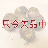 【種芋】タネ里芋（サトイモ）「土垂れ（どだれ）」【500g】子芋食用種｜ぬめり多く食感の良い人気の里芋