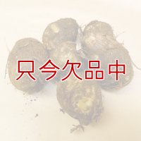 [追加入荷：絶賛販売中]【種芋】タネ里芋（サトイモ）「土垂れ（どだれ）」【500g】子芋食用種｜ぬめり多く食感の良い人気の里芋