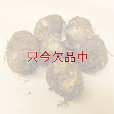 【種芋】タネ里芋（サトイモ）「土垂れ（どだれ）」【500g】