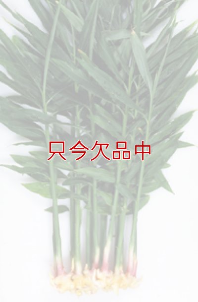 三州ショウガ｜タネしょうが（小生姜）【500g】千葉県産種生姜