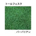 [新発売]【西洋芝・緑化】トールフェスク バーバリアン【22.5kg】カネコ種苗