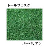 [新発売]【西洋芝・緑化】トールフェスク バーバリアン【22.5kg】カネコ種苗