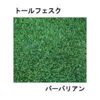 [新発売]【西洋芝・緑化】トールフェスク バーバリアン【22.5kg】カネコ種苗