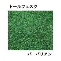 [新発売]【西洋芝・緑化】トールフェスク バーバリアン【22.5kg】カネコ種苗