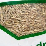 [2026年・新発売]【西洋芝・緑化】トールフェスク タイタニウムGLS（Lateral Spread）【1kg】カネコ種苗