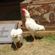 画像4: 成鶏用飼料プレミアム【2kg】愛玩家禽・採卵成鶏用フード (4)