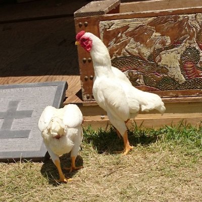 画像4: 成鶏用飼料プレミアム【2kg】愛玩家禽・採卵成鶏用フード