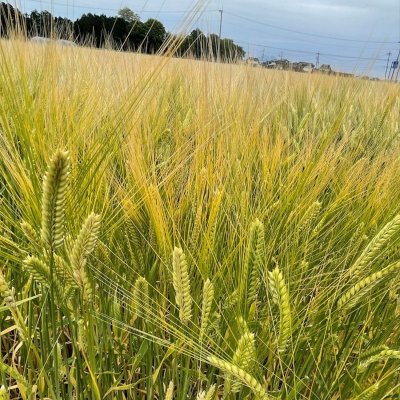 二条大麦|ハヤドリ2【極早生種】|カネコ種苗製