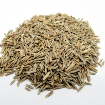 ペレニアルライグラス