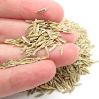 ペレニアルライグラス