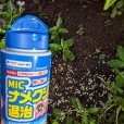 ＭＩＣナメクジ退治