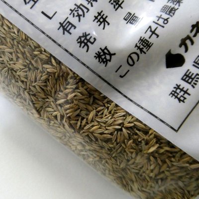 ケンタッキーブルーグラス|プラフィン