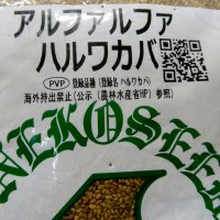 【牧草種子】アルファルファハルワカバ（寒冷地向け）【500g】耐寒性あるマメ科の多年生牧草｜PVP登録品種｜カネコ種苗製