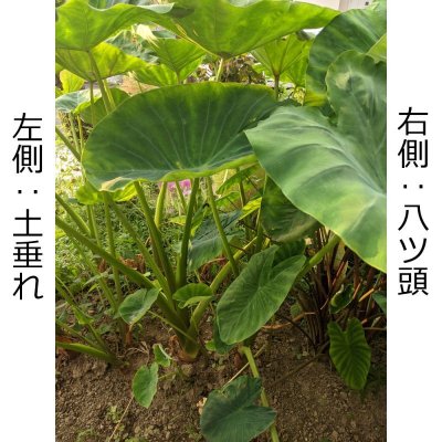 【種芋】タネ里芋（サトイモ）「土垂れ（どだれ）」【500g】