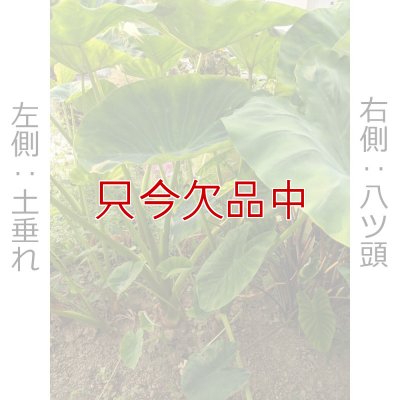 【種芋】タネ里芋（サトイモ）「土垂れ（どだれ）」【500g】