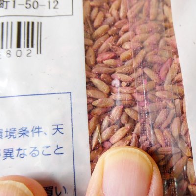 ライ麦|クリーン