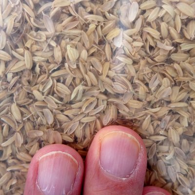 もみがら【30L】もみ殻(モミガラ)保温、保湿、霜よけ、ケイ酸補給
