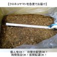 茨城小松菜箱入り-ココチップ50L｜4S