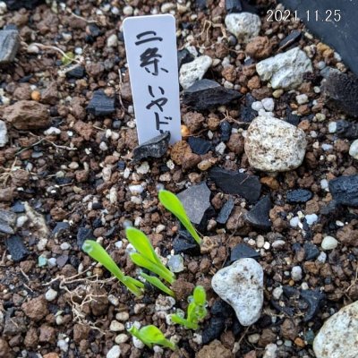 二条大麦|ハヤドリ2【極早生種】|カネコ種苗製