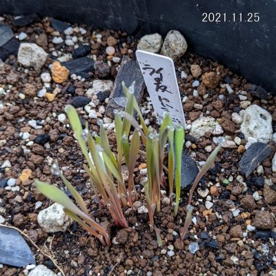 ライ麦｜ハルミドリ