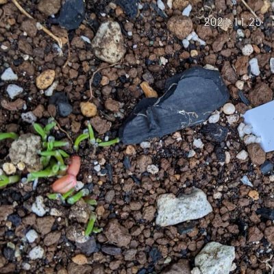 マルチムギ|リビングマルチ用 小麦