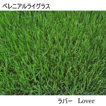 詳細写真2: 西洋芝の種：J.オーバーシードDX（エバーグリーン用）【1L袋入り】約10平方ｍ用｜重ね播きで一年中グリーンの芝生
