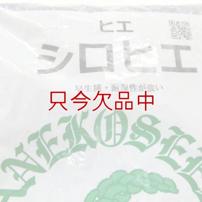 シロヒエ｜早生種【1kg】